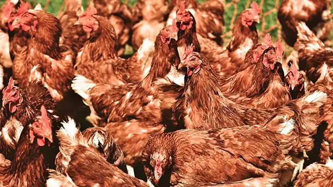 Foto de gallinas